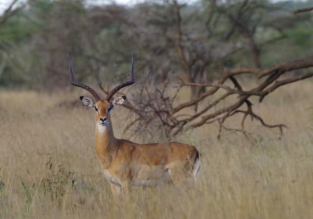 Proud Impala male