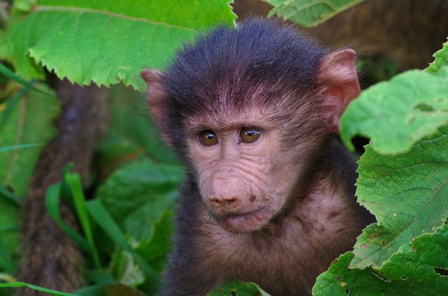 Olive Baboon, young