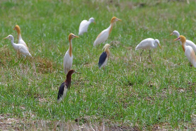 Chinese Pond Heron with other herons