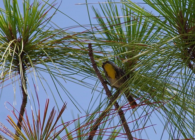 Olive-capped Warbler