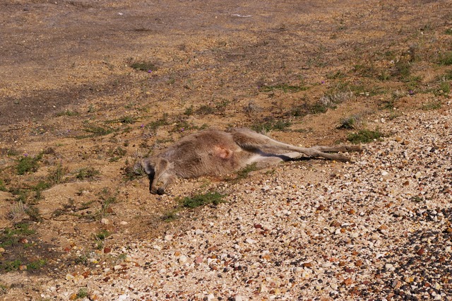 Roadkill (Eastern Grey Kangaroo)
