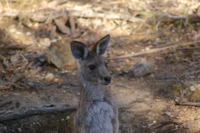 Young E. Grey kangaroo