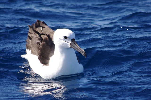 Yellow-nosed Albatross (jus)