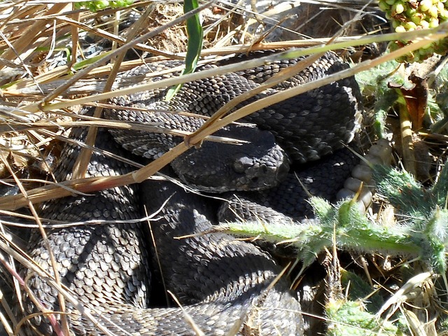 Western Rattlesnake (kustras)