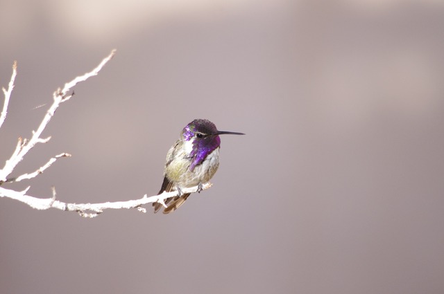 Costa´s Hummingbird