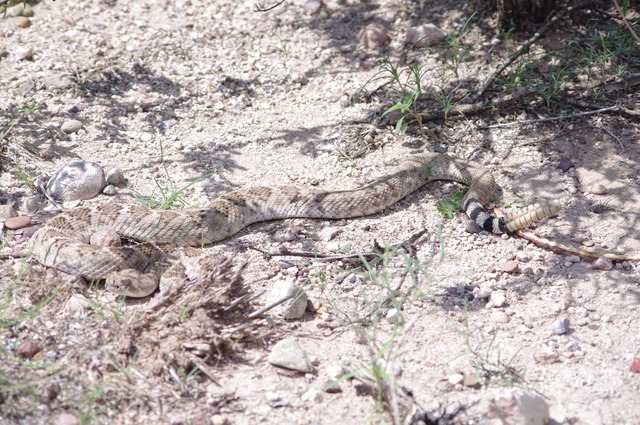 Western Diamond-backed rattlesnake