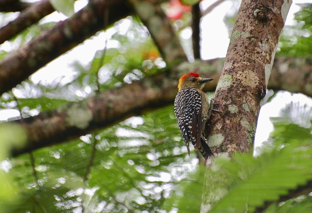 Hoffman´s woodpecker