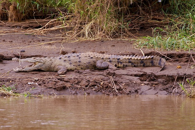 Am. Crocodile