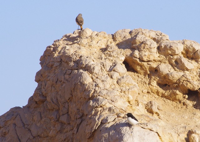Red-tailed and Hume´s wheatear
