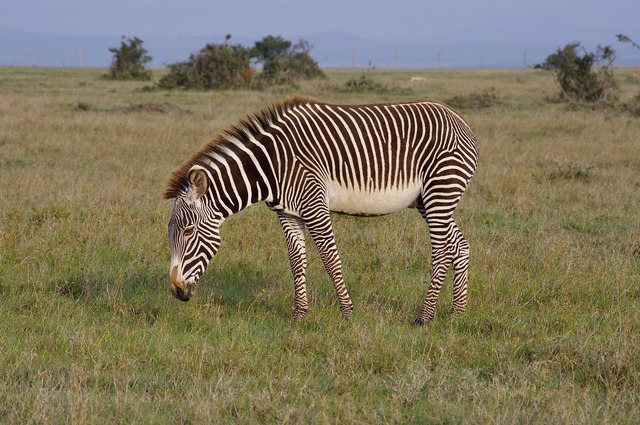 Grevy´s Zebra