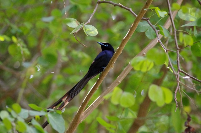 Seychelles Black Paradise Flycatcher