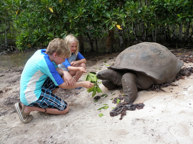 Aldabra Giant Turtle