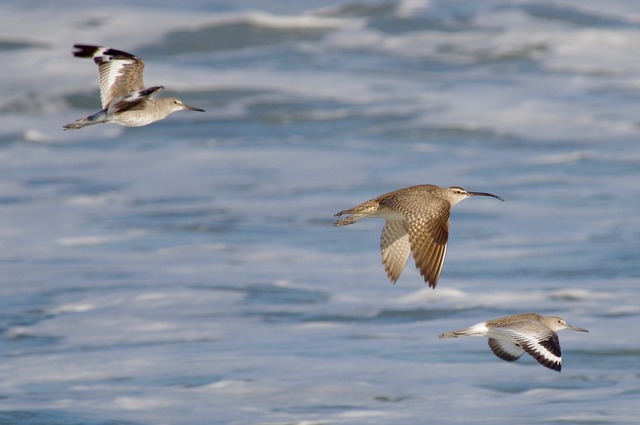 Willets and Whimbrel flying