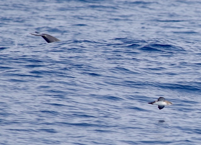 Common Dolphin and Black-vented Shearwater