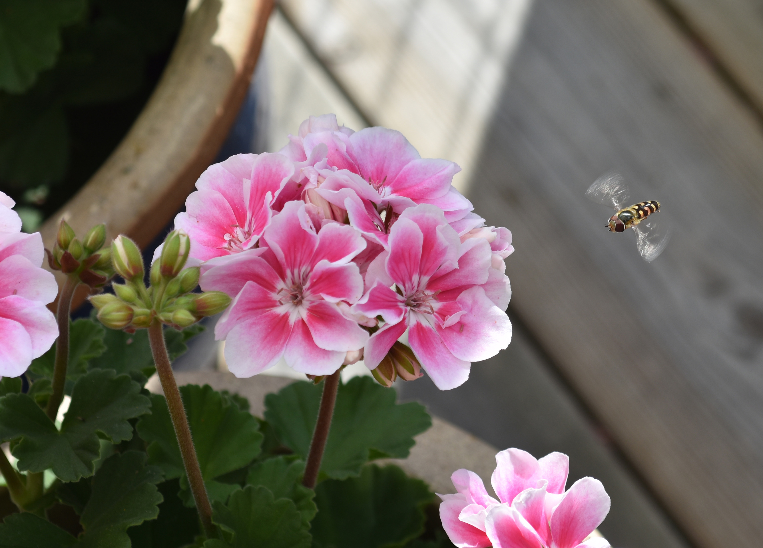 En Blomfluga ryttlar framför en Pelargon på altanen
