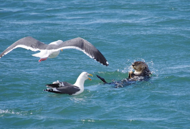 Sea Otter with gulls