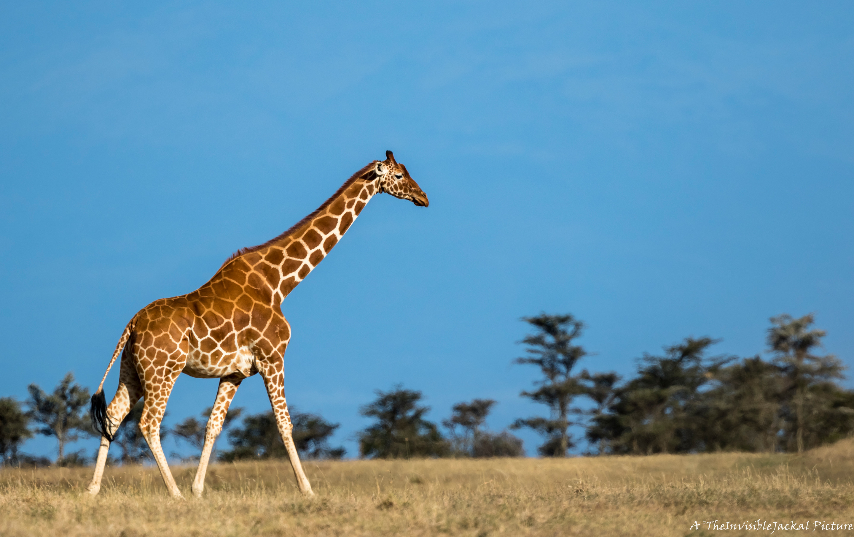 giraff dating hem sida