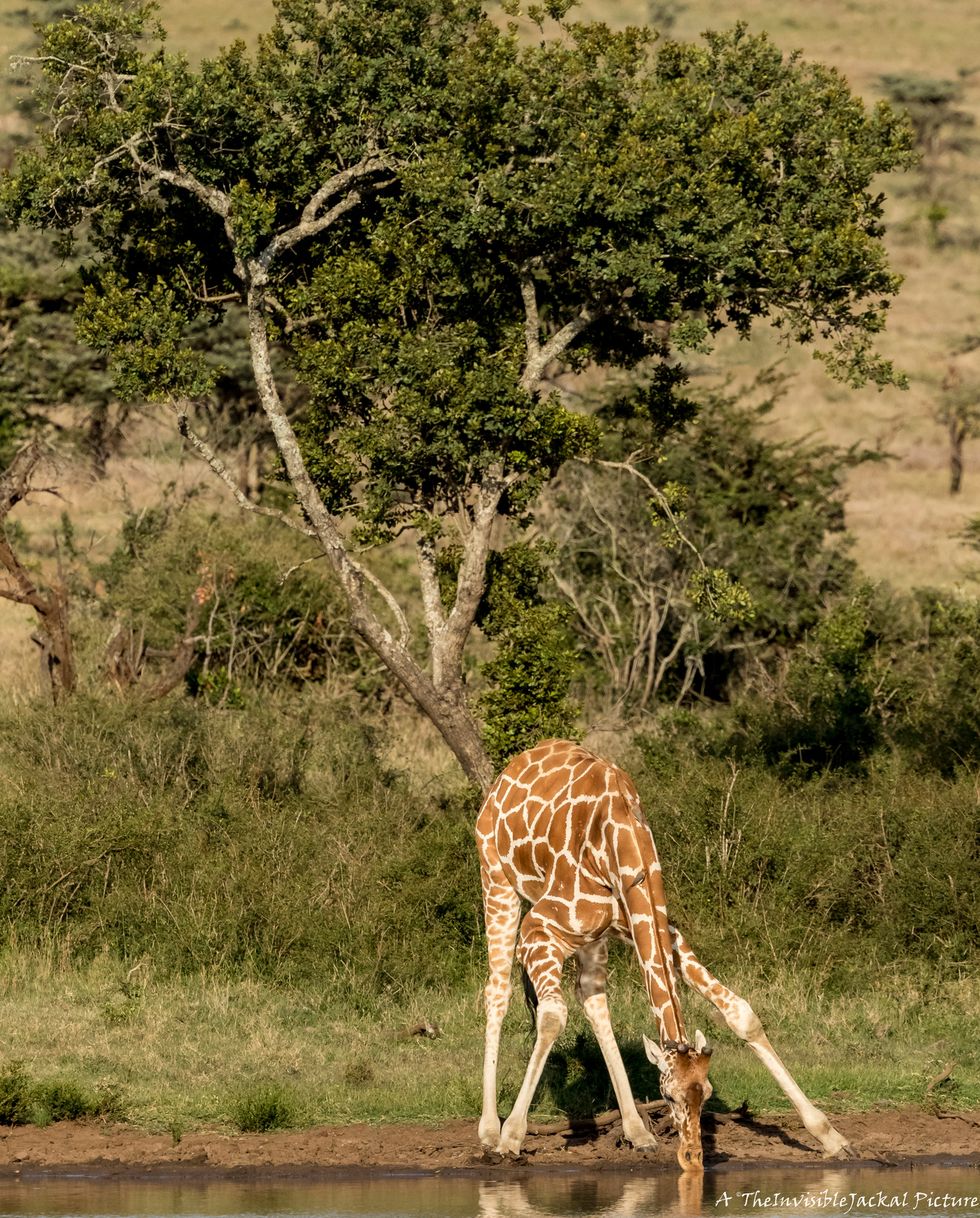 giraff dating hem sida ny dejtingsajt för Packers fläktar