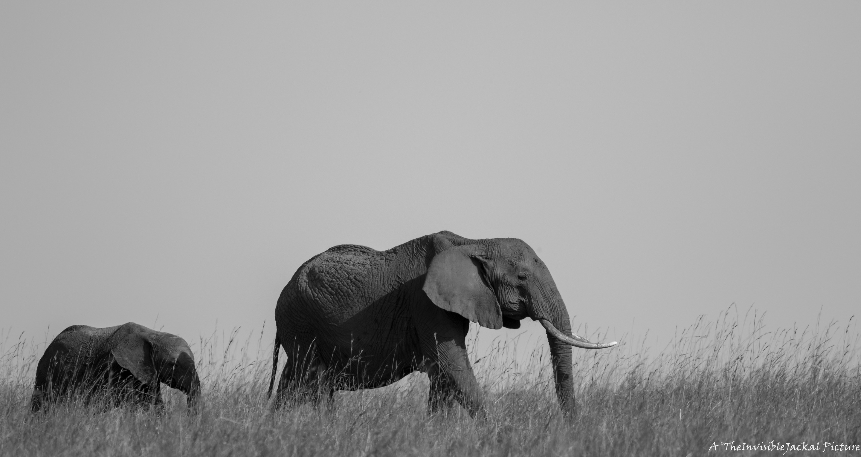 Savannah Elephant 4