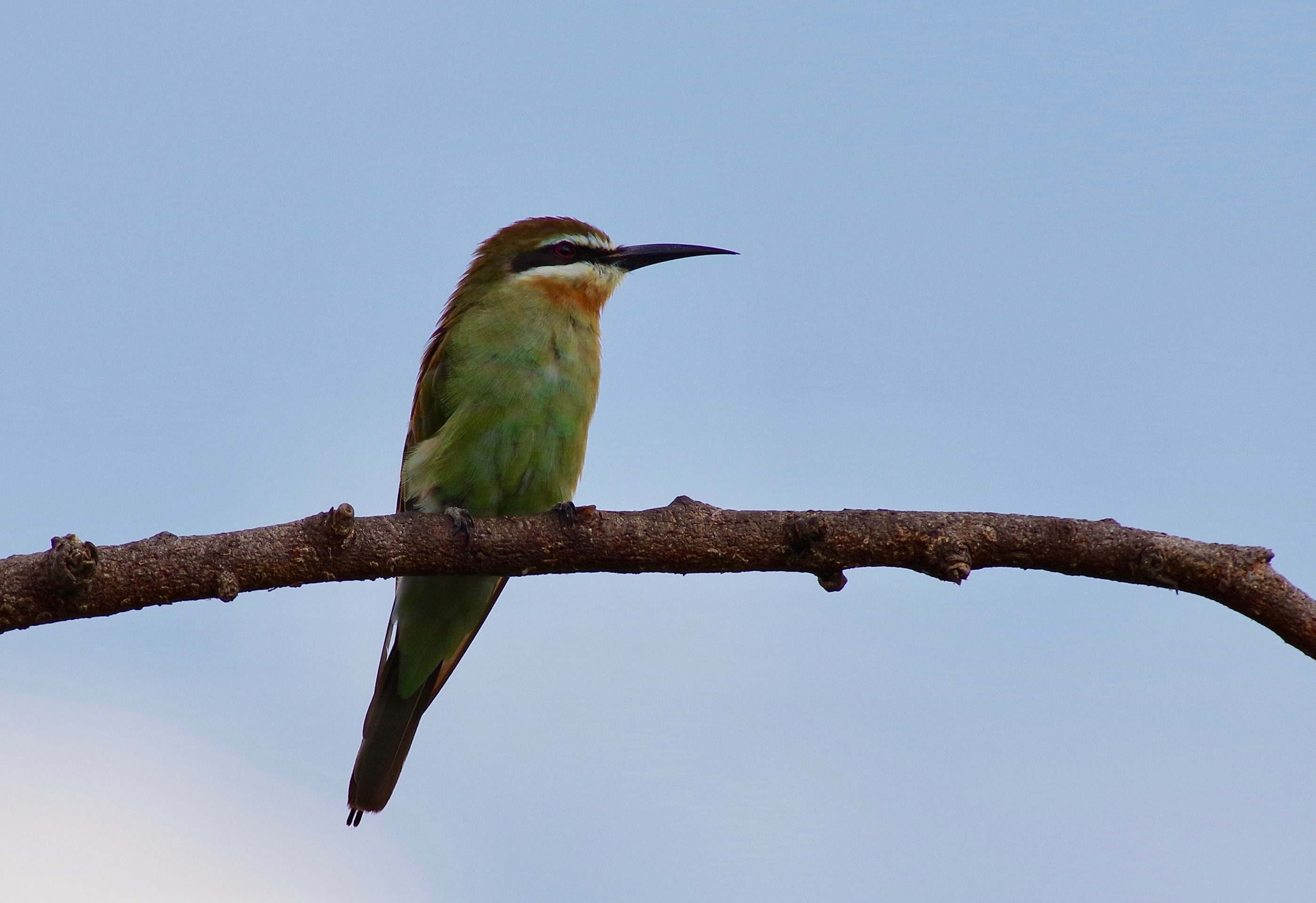 Madagaskar Bee-eater