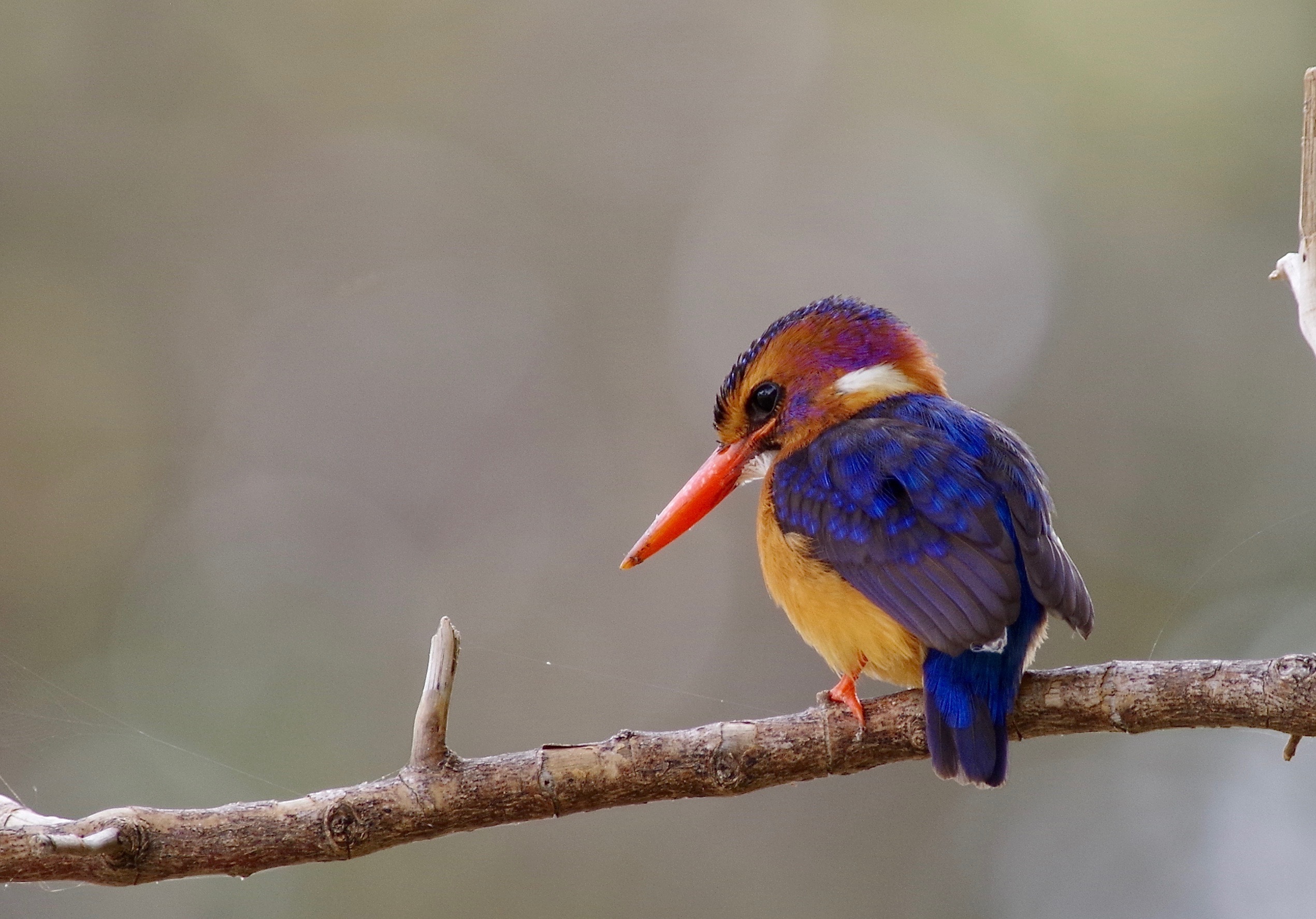 Af. Pygmy Kingfisher