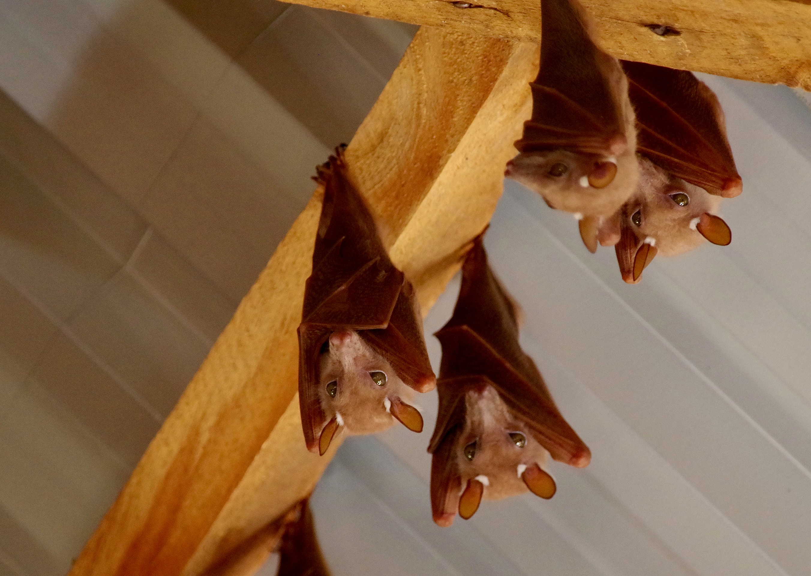 Ethiopian epauletted fruit bat