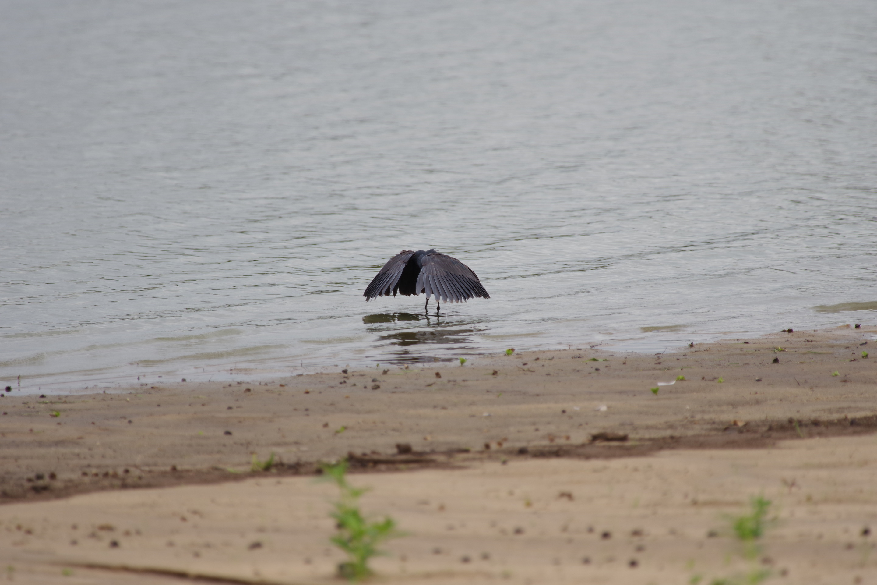Black Egret (umbrella bird)