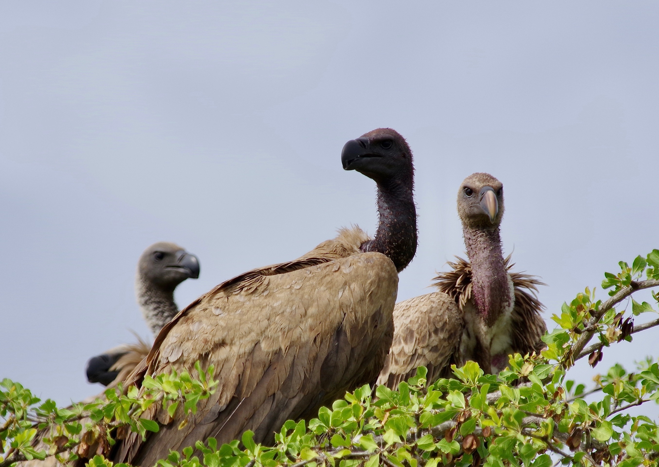 White-backed Vultures (juv)