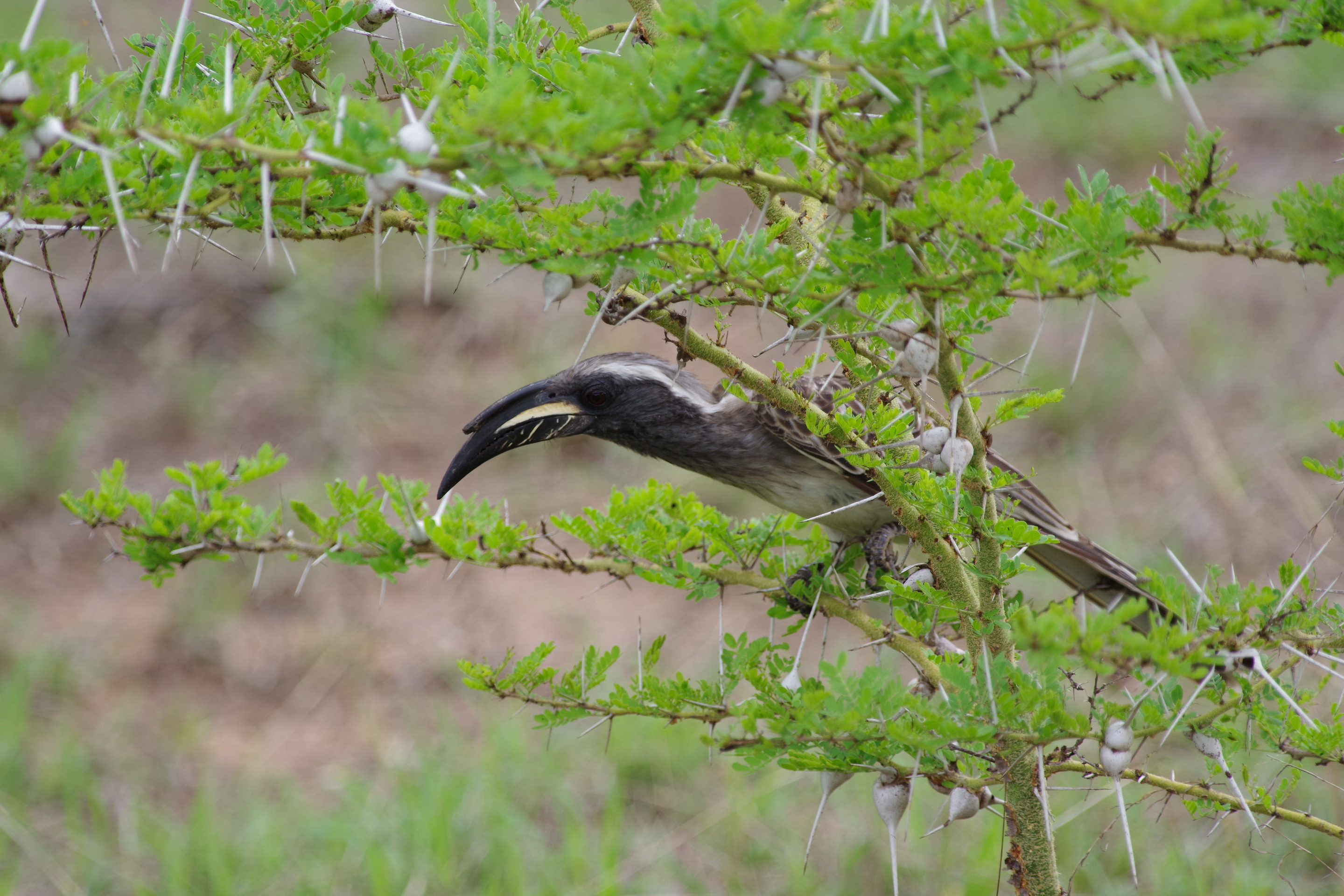 Af. Grey Hornbill