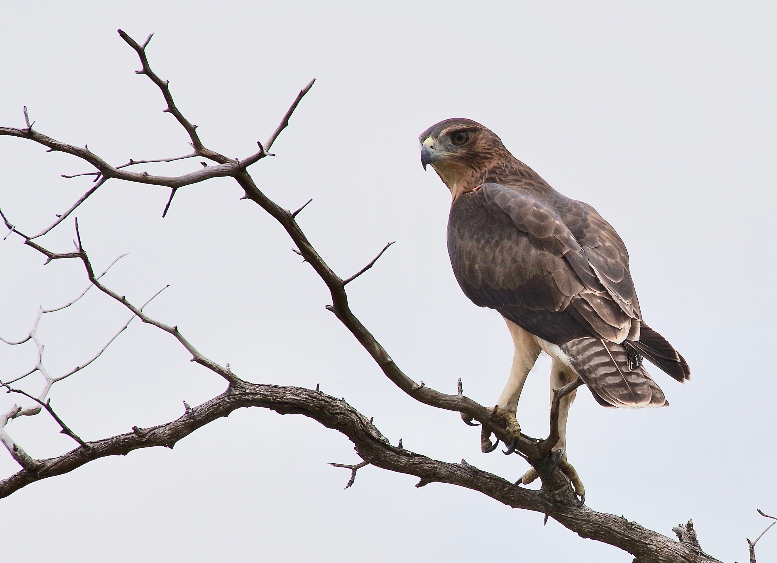 Af. Hawk-eagle