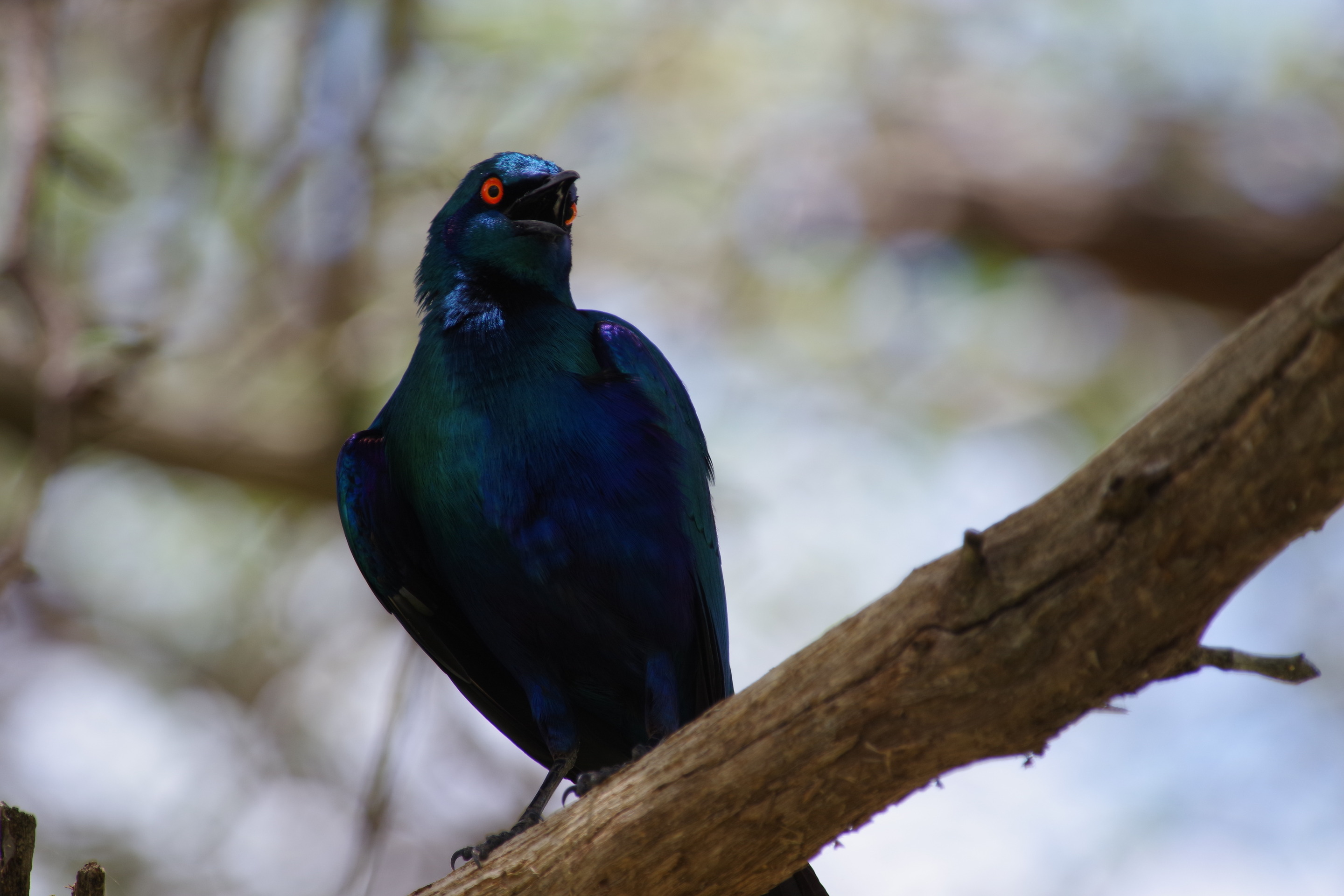 Lesser Blue-eared Starling
