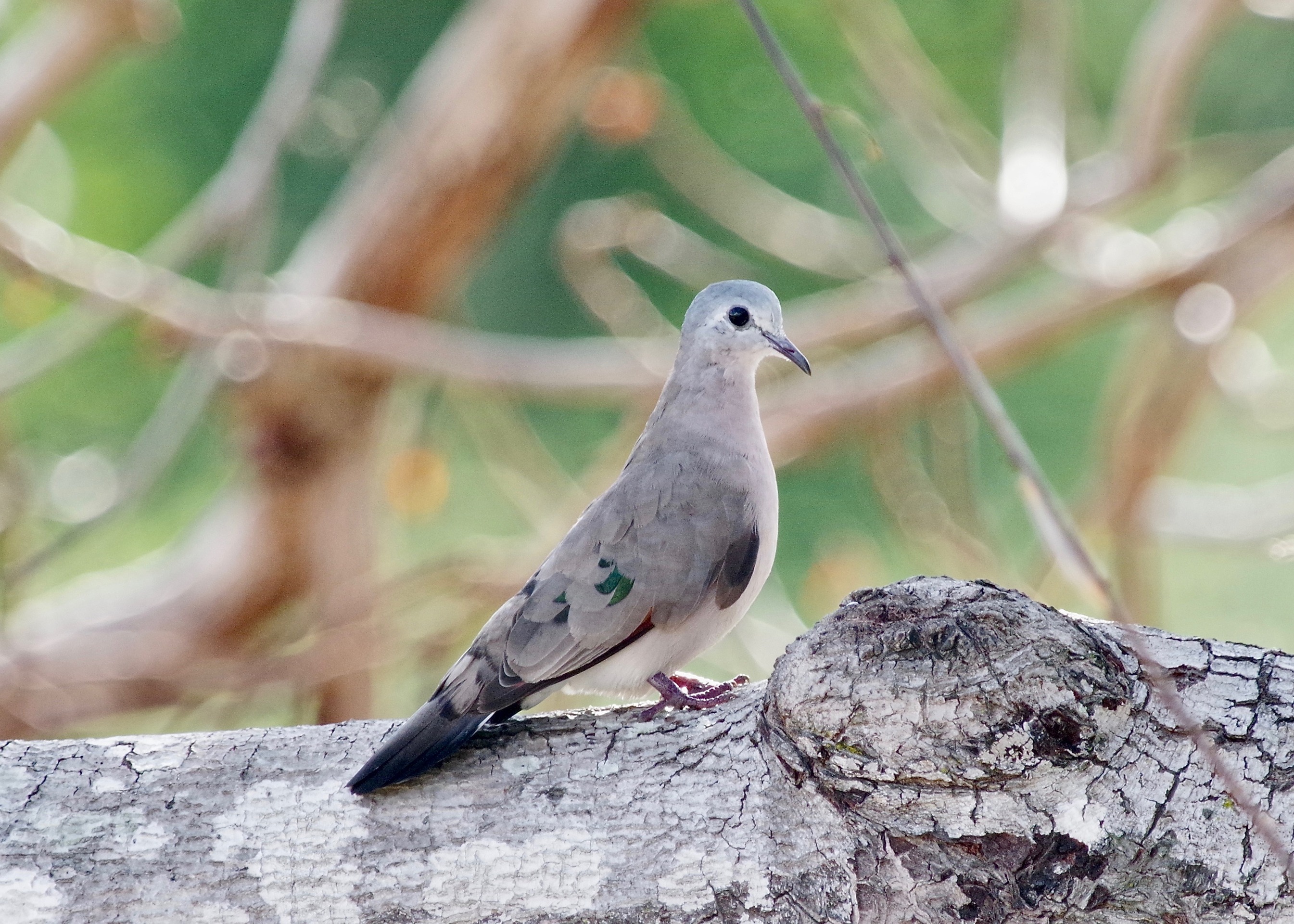 Emerald-spotted Dove